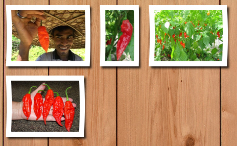 Seeds and Things 10 plus bhut jolokia pepper seeds-- aka ghost pepper, grown in isolation to insure quality seeds 10 free papper lantern pepper seeds