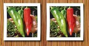 Seeds and Things numex big jim chile pepper 10 + seeds 12 inches long!
