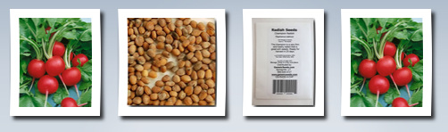 Generic Seeds champion radish seeds raphanus sativus 3 grams approx 300 gardening seeds vegetable garden seed