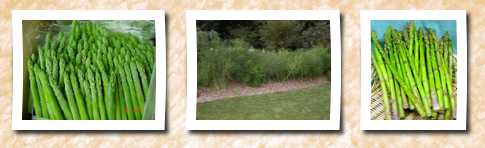 Seeds and Things mary washington asparagus 200 seeds fresh pack