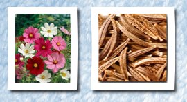 Generic Seeds sensation mix cosmos seeds cosmos sulphureus 1 gram approx 100 gardening seeds flower garden seed