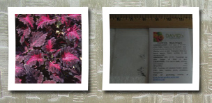 David's Garden Seeds flower coleus black dragon 50 seeds by (vob)