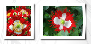 Seeds and Things danish flag afghan poppy 250 seeds papaver somniferum