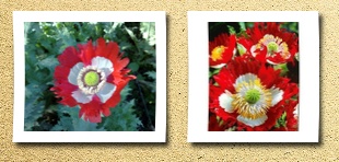 Seeds and Things poppies-danish flag afghan poppy seeds 1,000 + papaver somniferum red fringed petals with a pure white cross, makes a spectacular display