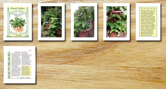 Renee's Garden Seeds cucumber container seeds burpless bush slicer 18 seeds