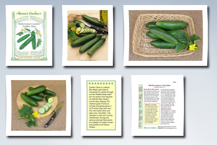 Renee's Garden mediterranean cucumber seeds garden oasis f1