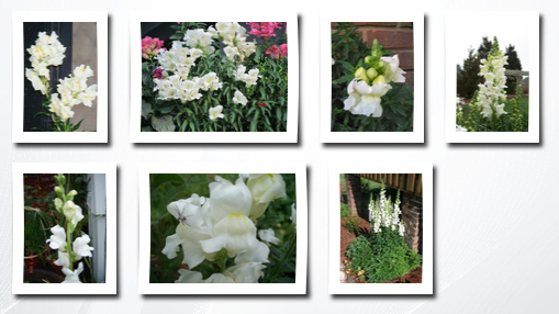 Seedville 250 white snowflake snapdragon antirrhinum majus flower seeds *comb s/h