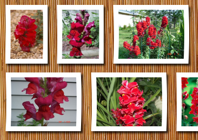 Seedville 250 ruby red snapdragon antirrhinum majus flower seeds *comb s/h