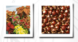 Generic Seeds wizard mix coleus seeds solenostemon scutellarioides 0.01 grams approx 45 gardening seeds flower garden seed