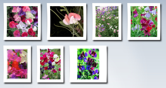 Seedville 60 mixed colors sweet pea royal family mix lathyrys odoratus flower vine seeds