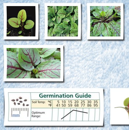 David's Garden Seeds greens red veined sorrel 1000 seeds by
