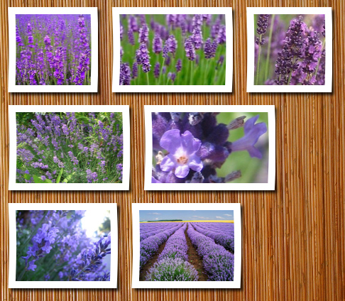 Seedville 500 true english lavender vera lavender augustifolia vera herb flower seeds