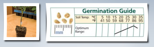 David's Garden Seeds D2700.A